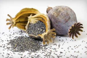 Опиоидные виды наркотиков